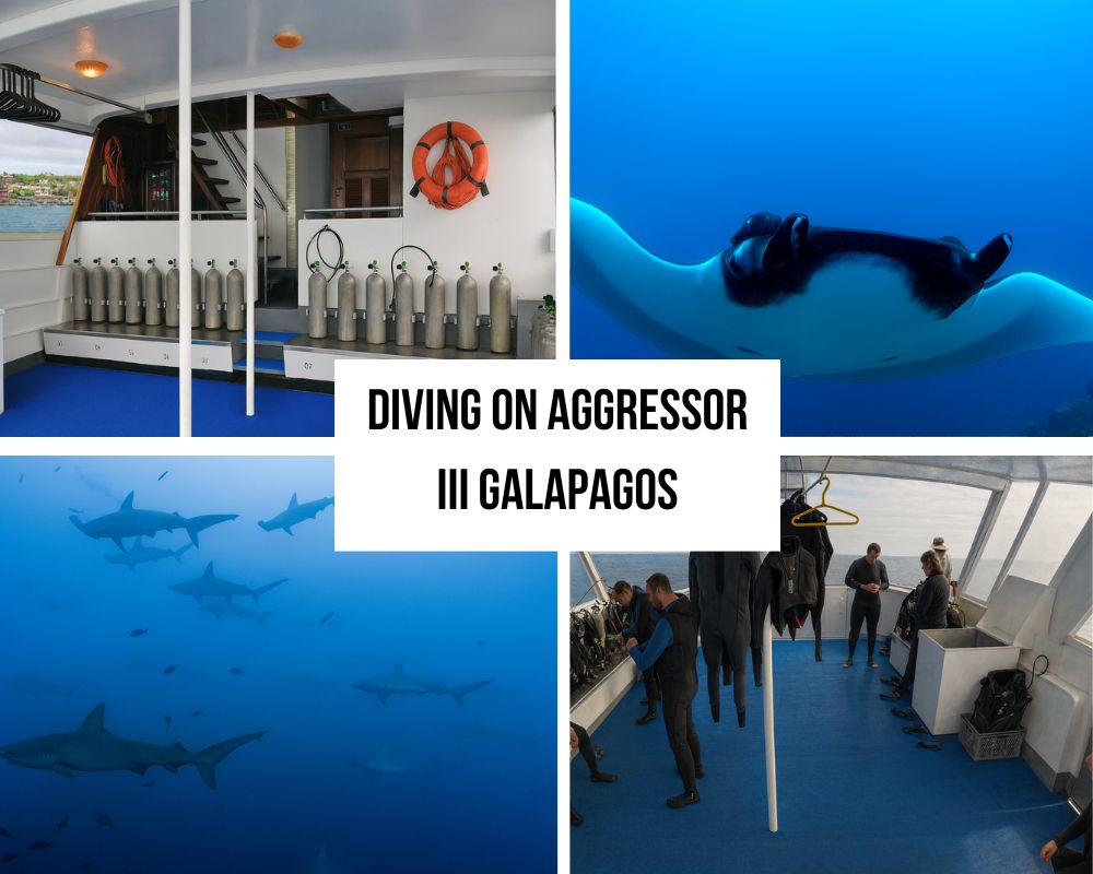 Ultimate Diving Itinerary on the Aggressor III Galapagos Cruise