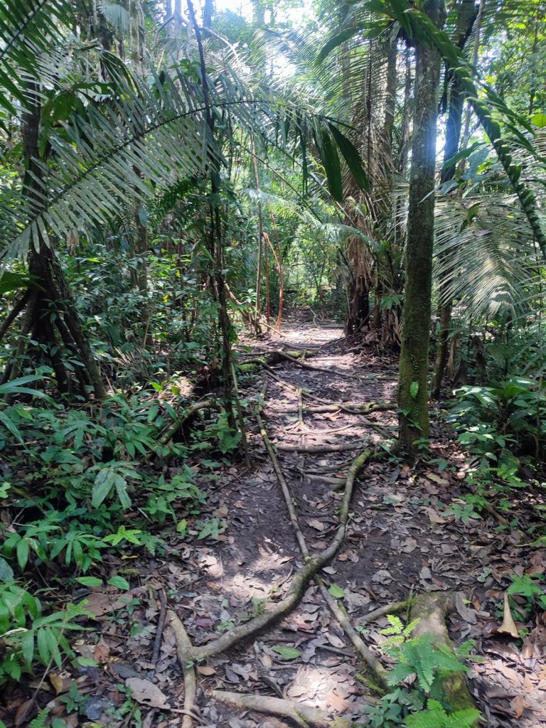 Dichter Dschungelpfad mit verfilzten Wurzeln und üppiger tropischer Vegetation während einer geführten Exkursion im Rahmen einer Galápagos-Kreuzfahrt unserer Agentur