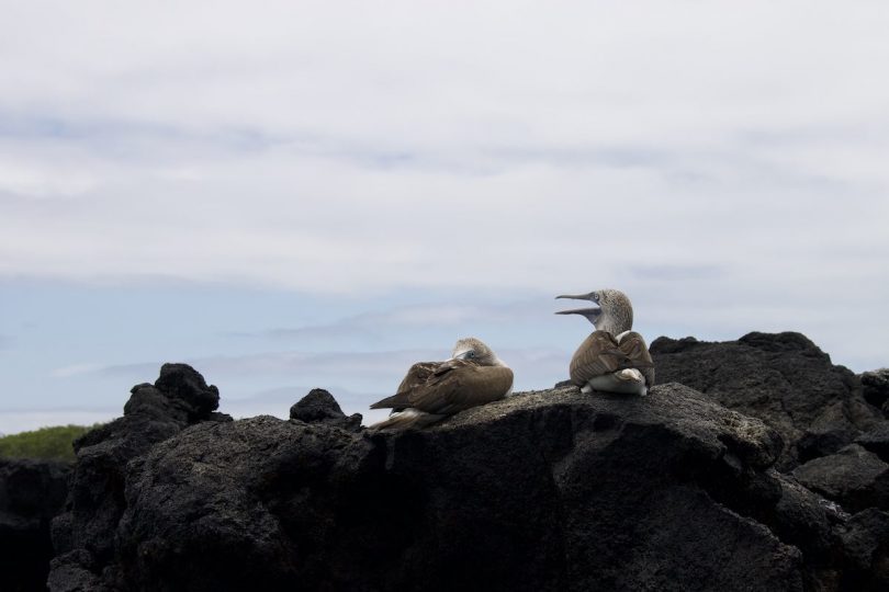 Crociera alle Galapagos vs altre crociere wildlife: confronto di valore