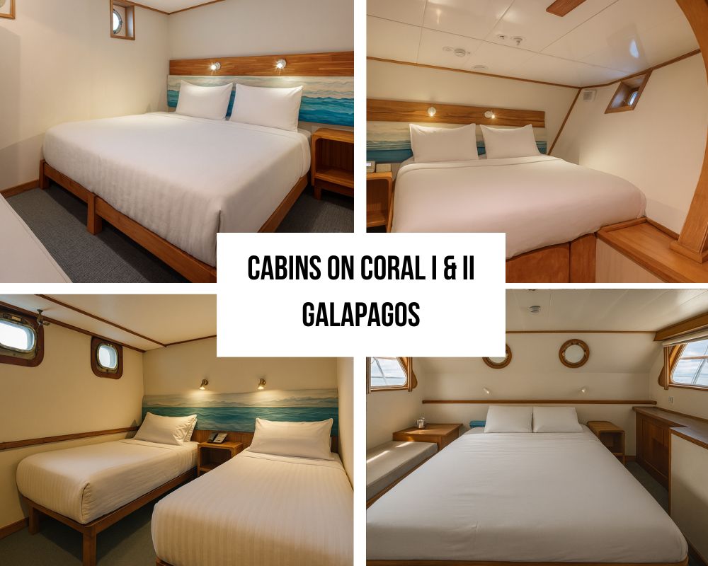Acomodação excepcional e excelência familiar nos Coral I & II