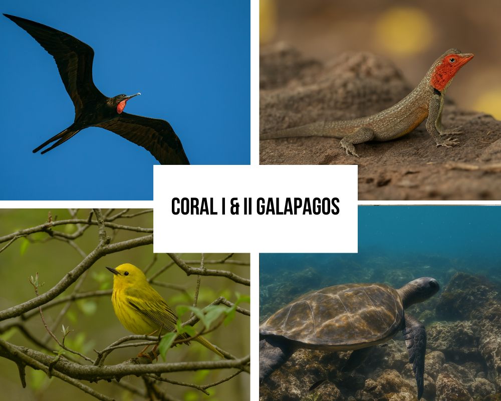 Portfólio completo de roteiros nos Coral I & II