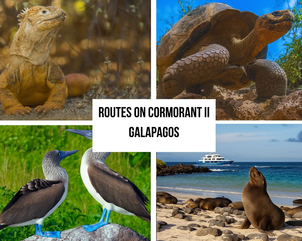 Portafoglio completo di itinerari sul Cormorant II