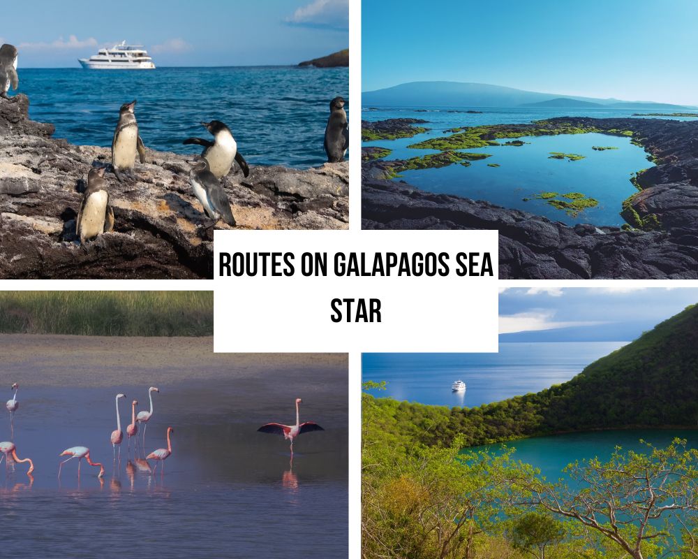Portafoglio completo di itinerari a bordo della Sea Star Galapagos