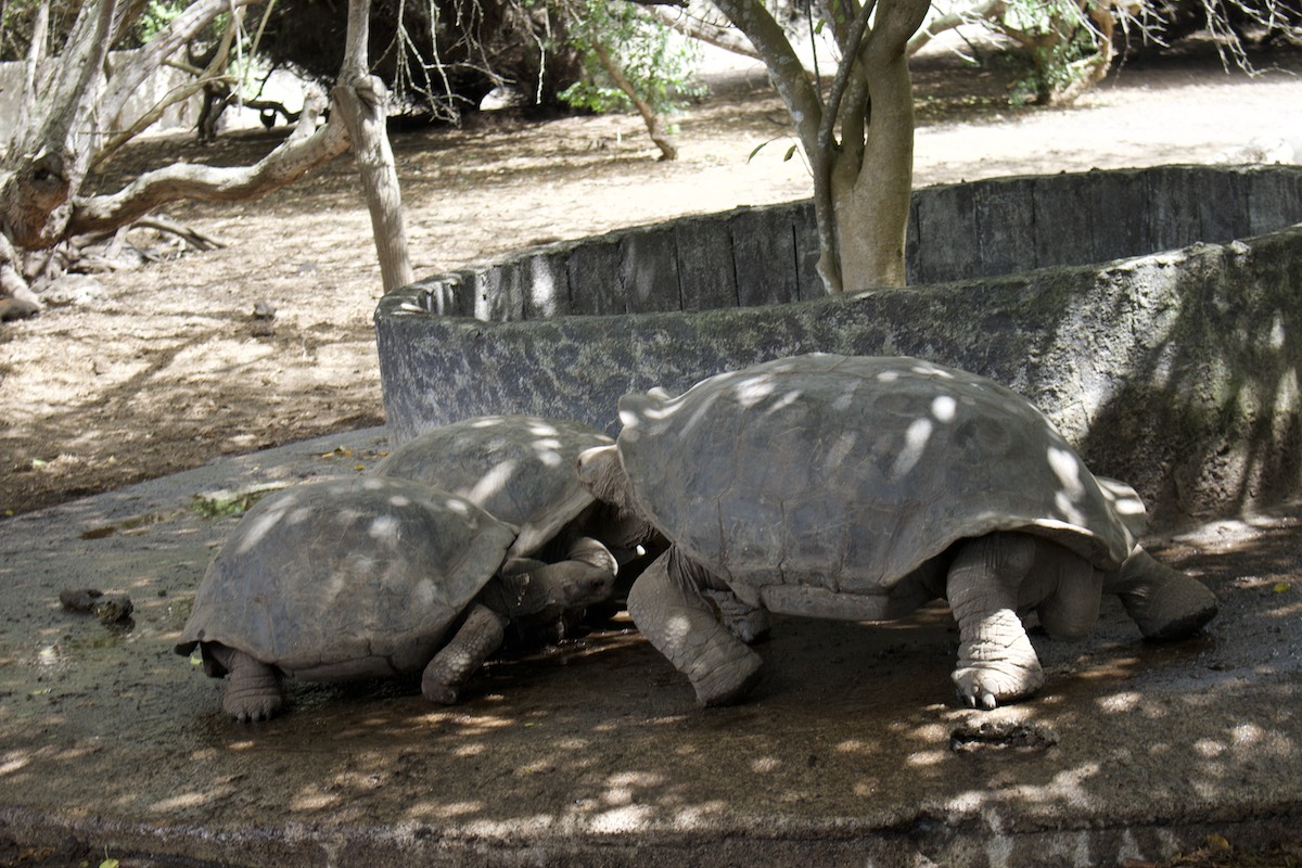 Giant tortoises in the highlands, a visit every itinerary includes