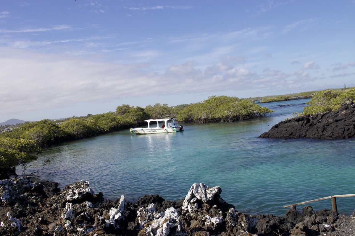 Scenic Isabela Island waterway with turquoise water, mangroves and volcanic rocks during our agency’s affordable Galápagos tour