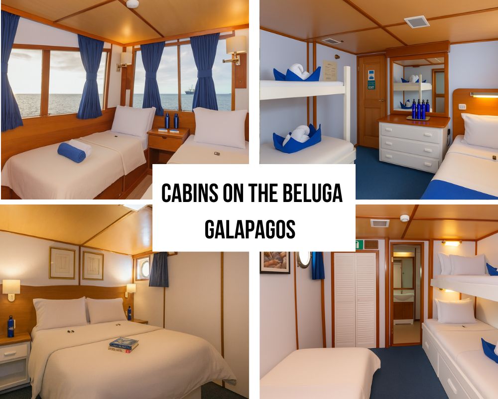 Flexible Accommodation Options on the Beluga Galapagos Cruise