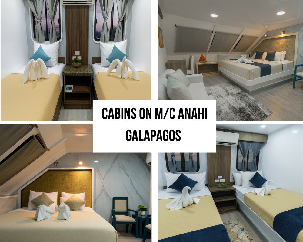 Luxury Accommodations on the Anahi Galapagos Cruise