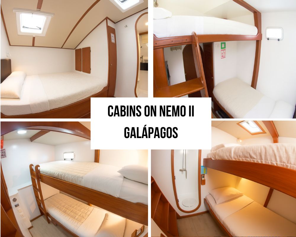 Superior Cabin Design and Social Spaces on the Nemo II Galapagos Cruise