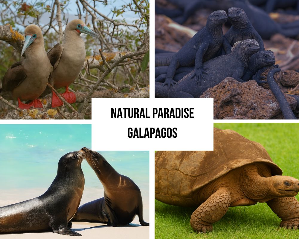 Comprehensive Itinerary Portfolio on Natural Paradise
