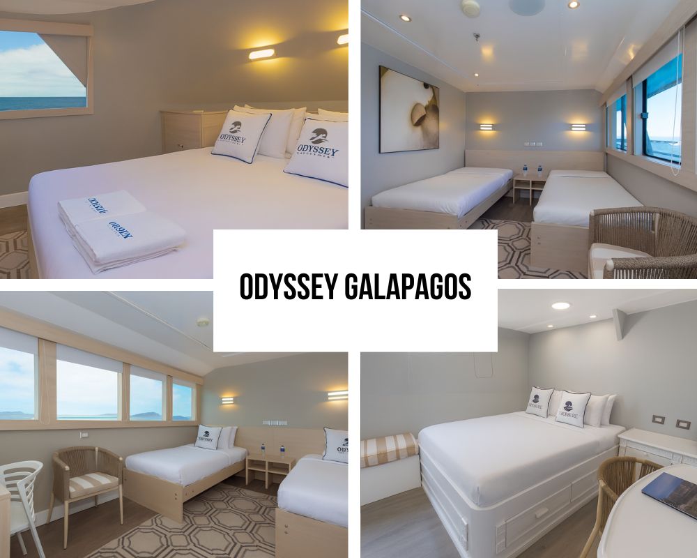 Ausgezeichnetes, geräumiges Kabinendesign und Panoramablick auf der Galápagos-Odyssey-Kreuzfahrt