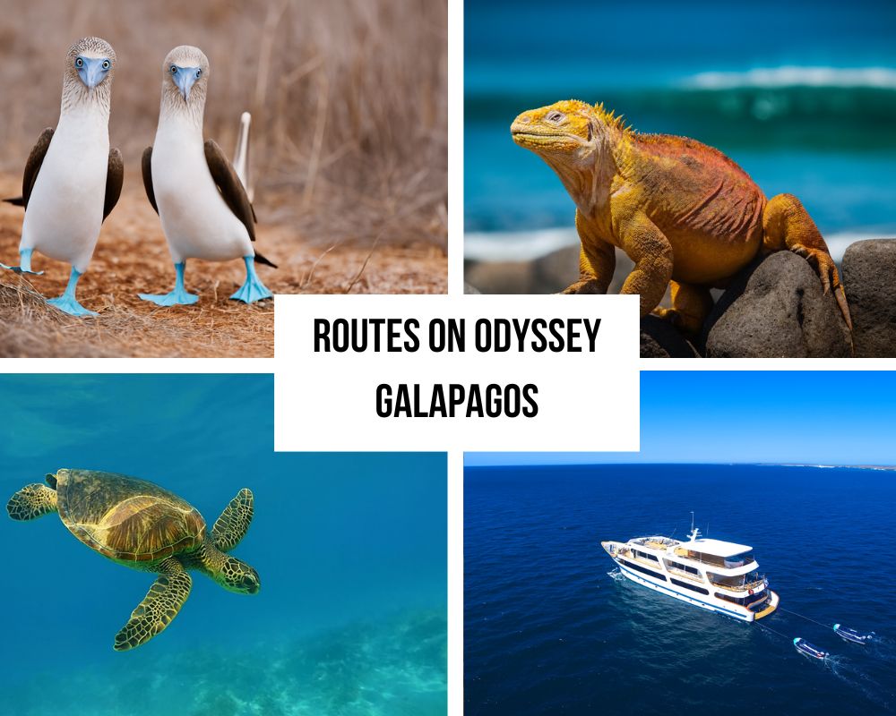 Umfassendes Reiserouten-Portfolio auf der Galápagos-Odyssey-Kreuzfahrt