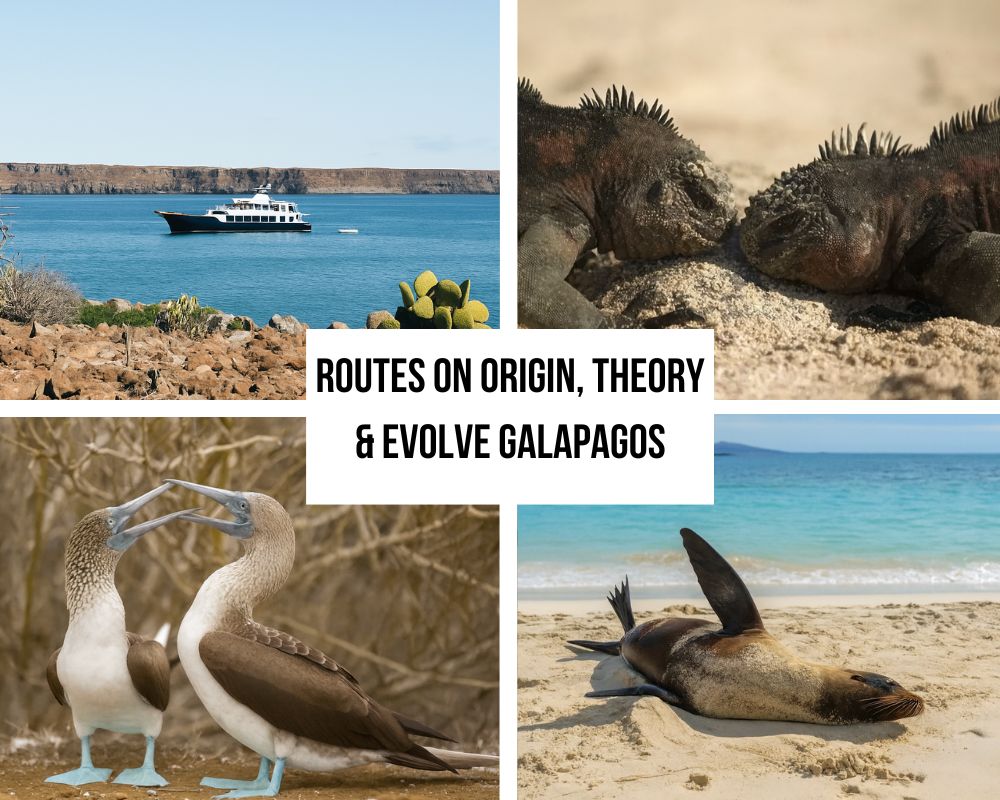 Comprehensive Itinerary Portfolio on Origin, Theory & Evolve Galapagos Cruises
