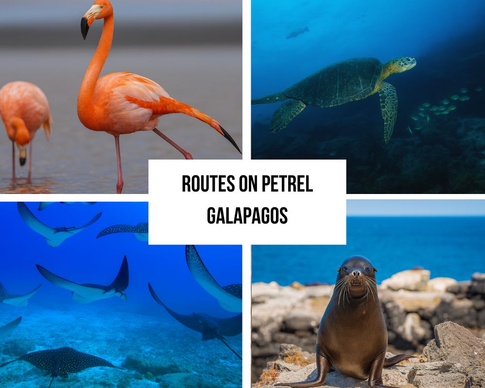 Portafoglio completo di itinerari sulla Petrel