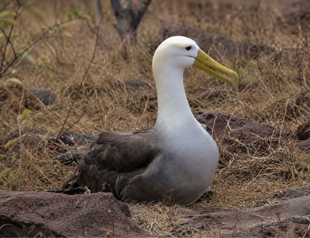 Visão aproximada de um albatroz-ondeante na Ilha Española, mostrando sua cabeça branca e bico amarelo longo durante o cruzeiro de vida selvagem da nossa agência em Galápagos