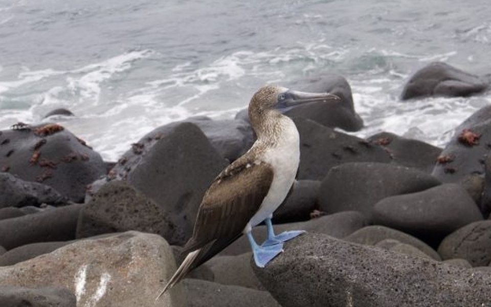 A blue-footed booby on the rocks, far from any wifi