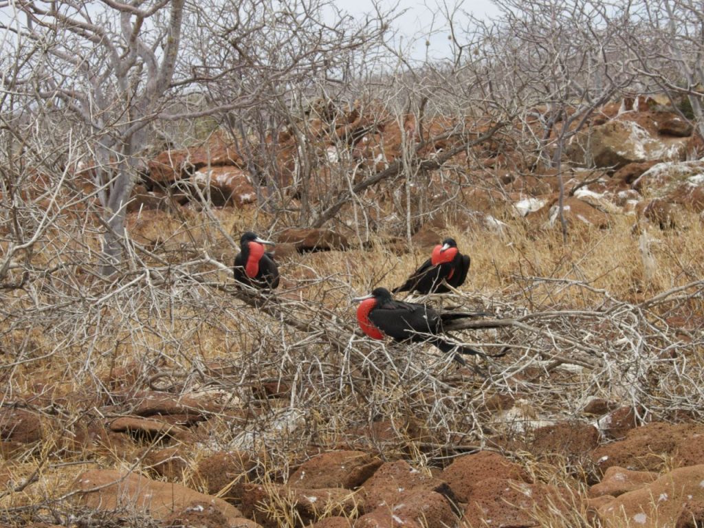 wildlife we say while travelling on the galapagos cruise