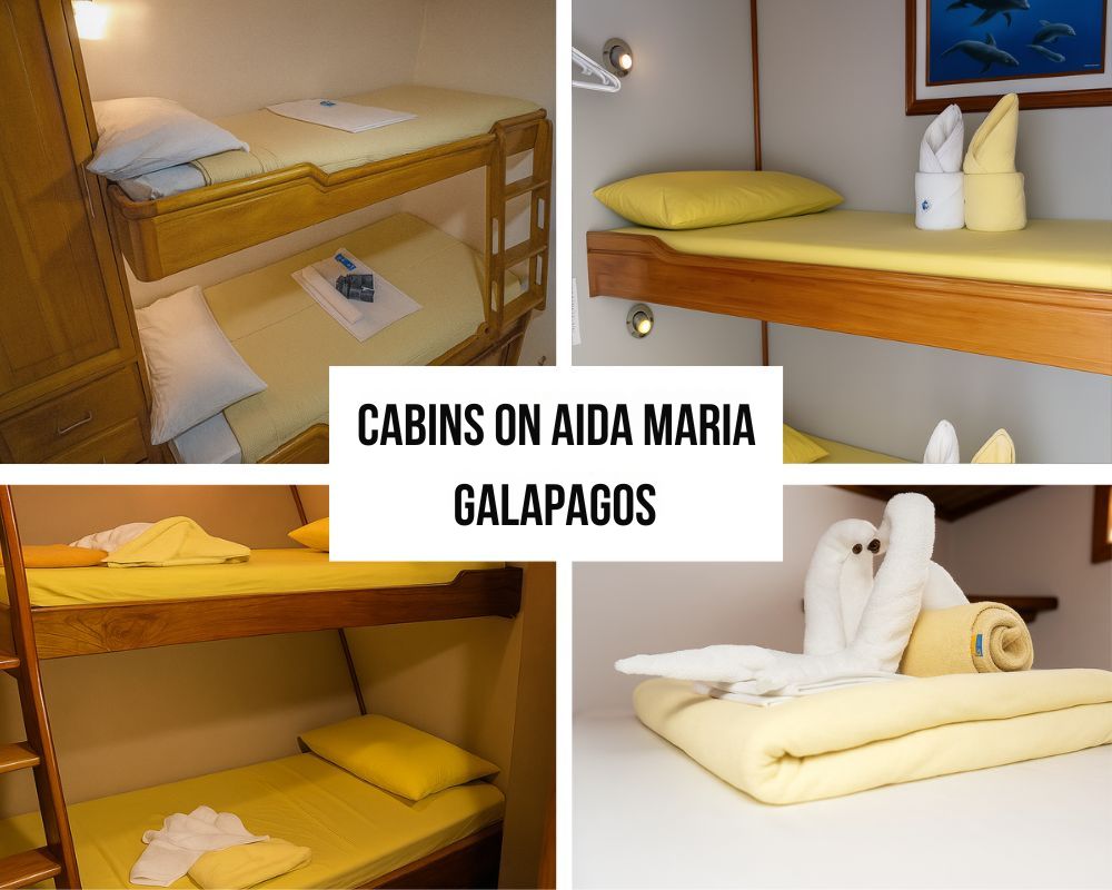 Cabins on the Aida Maria Galapagos Cruise