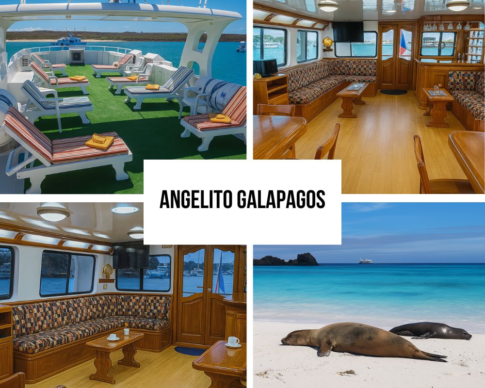 Angelito galapagos