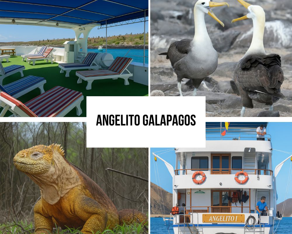 Angelito vacation options