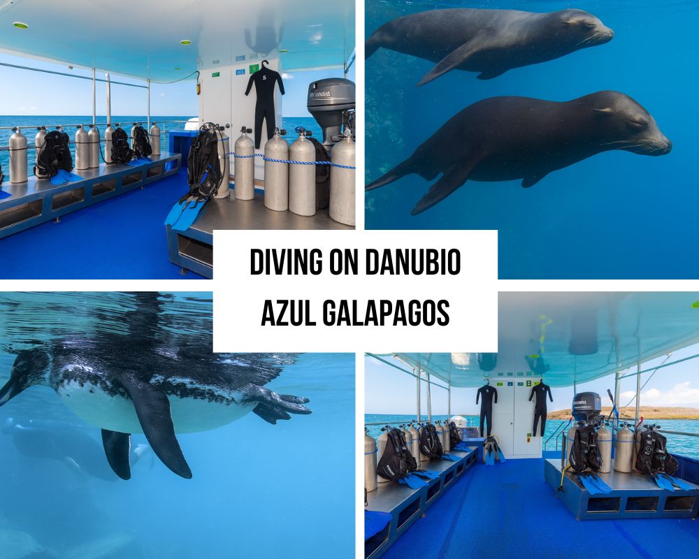diving on danubio azul