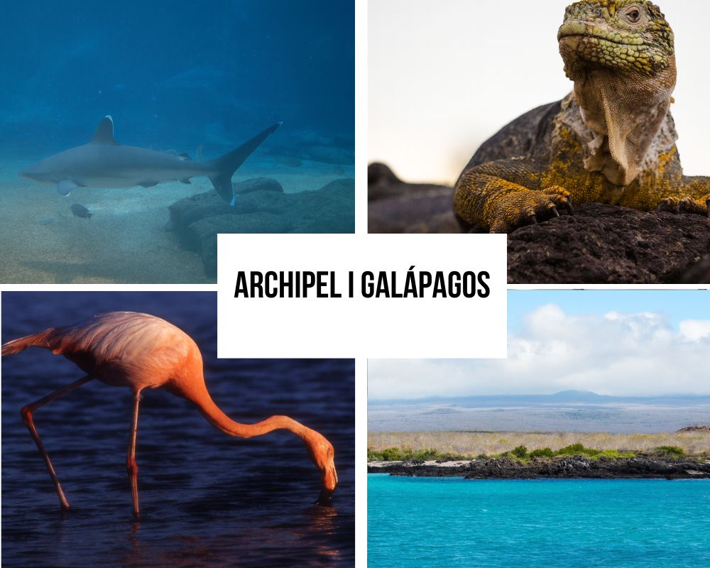 Comprehensive Itinerary Portfolio on the Archipel I Galapagos Cruise