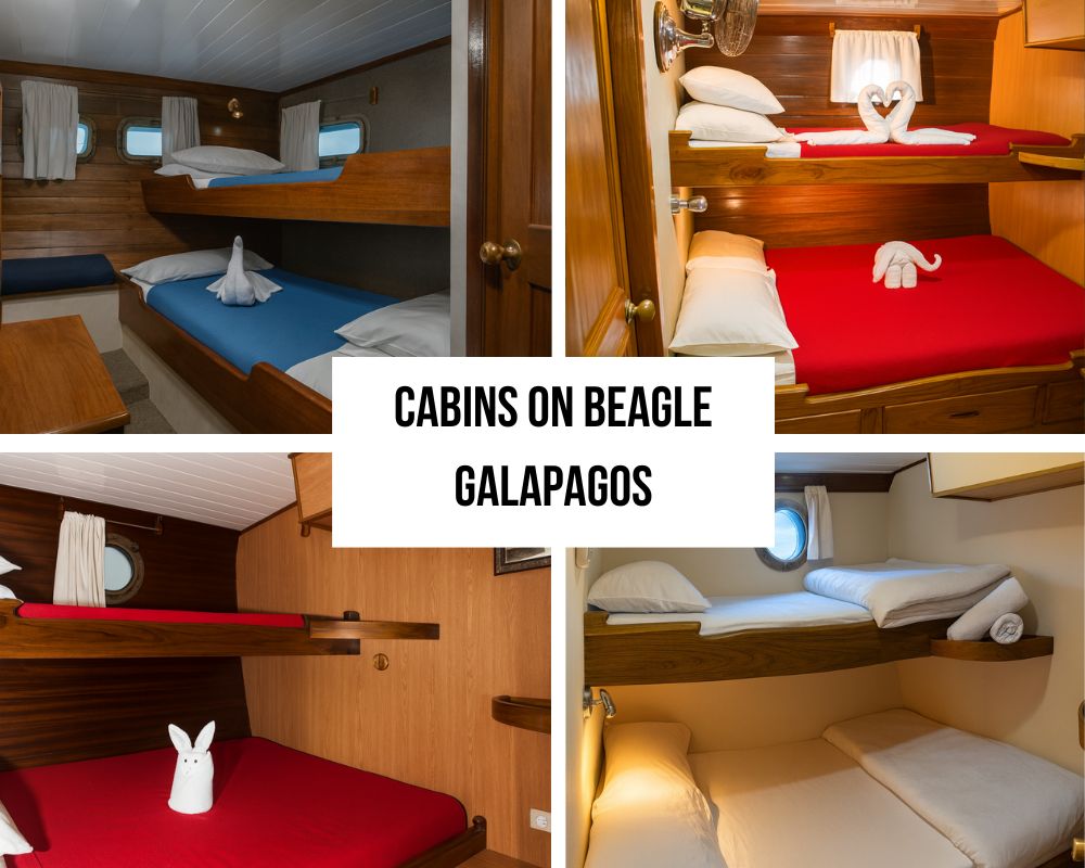 Cabins on the Beagle Galapagos Cruise