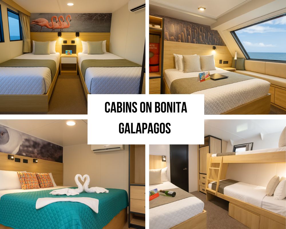 Accommodations on the Bonita Galapagos Cruise