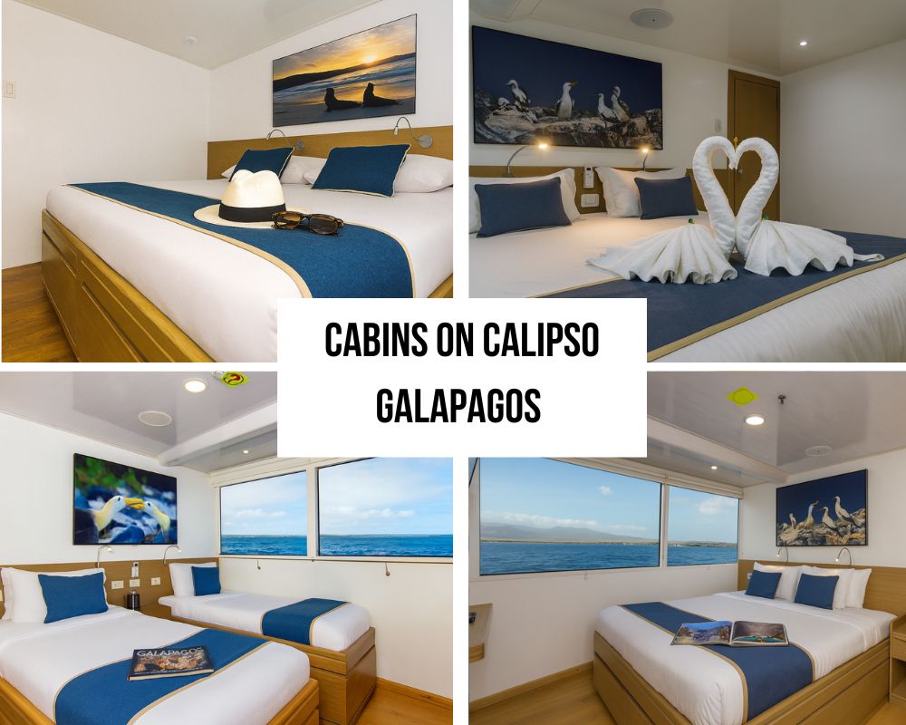 Luxury Accommodations on the Calipso Galapagos Cruise