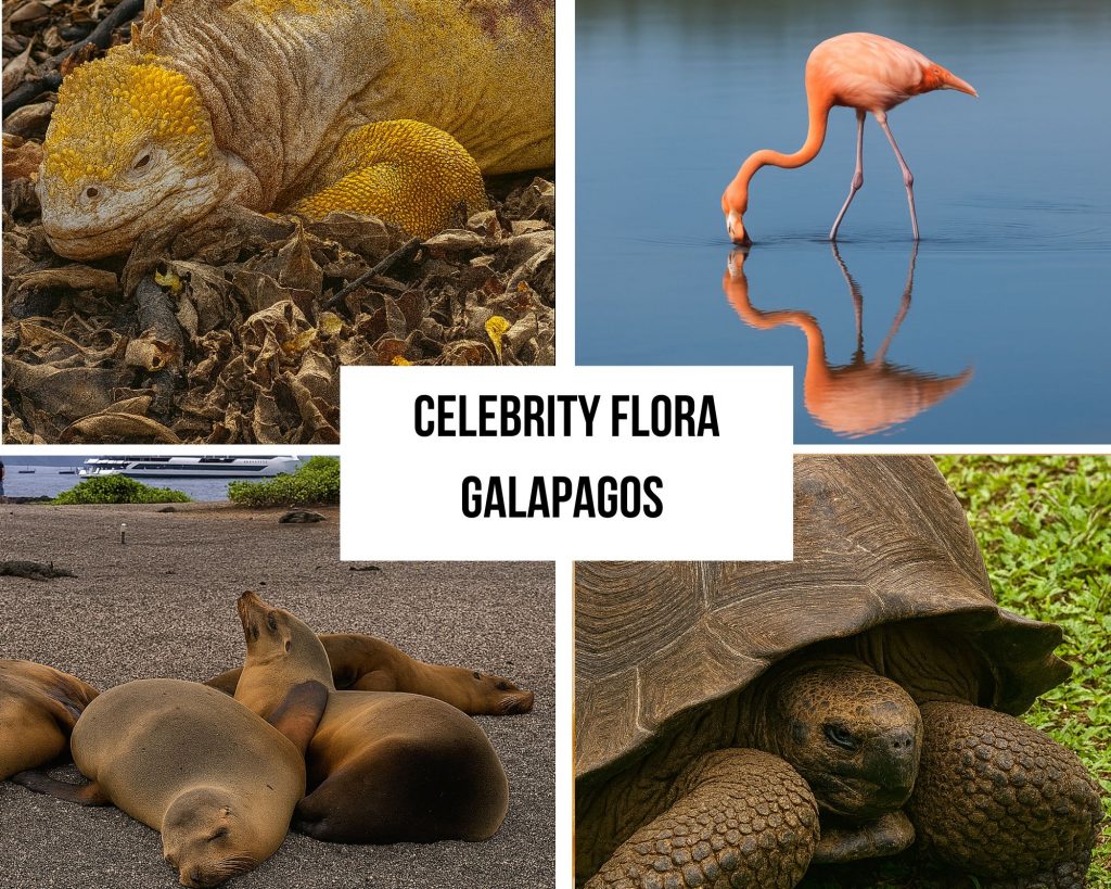 Dual-Itinerary Excellence on the Celebrity Flora Cruise