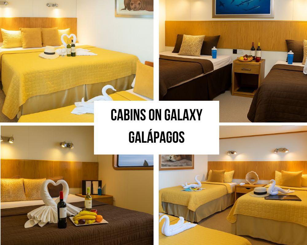 Flexible Cabin Configuration Excellence on the Galaxy Galapagos Cruise