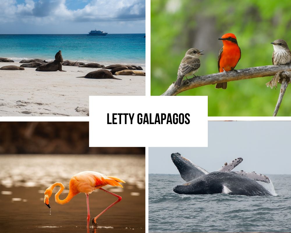 Comprehensive Itinerary Portfolio on the Letty Galapagos Cruise