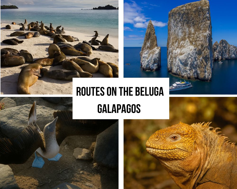 Comprehensive Itinerary Portfolio on the Beluga Galapagos Cruise