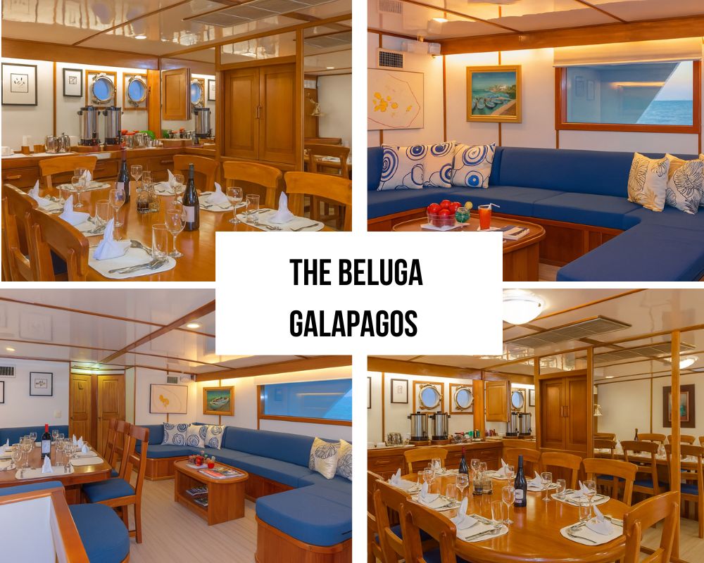 Premium Inclusive Package on the Beluga Galapagos Cruise