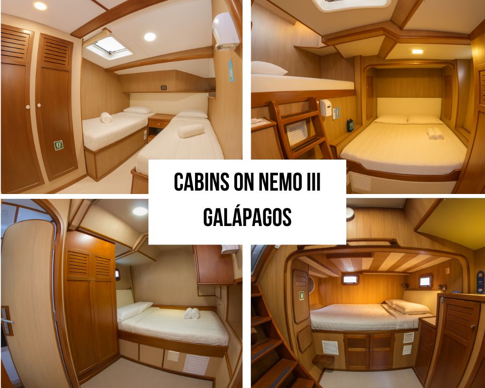 Superior Cabin Design and Natural Wood Excellence on the Nemo III Galapagos Cruise