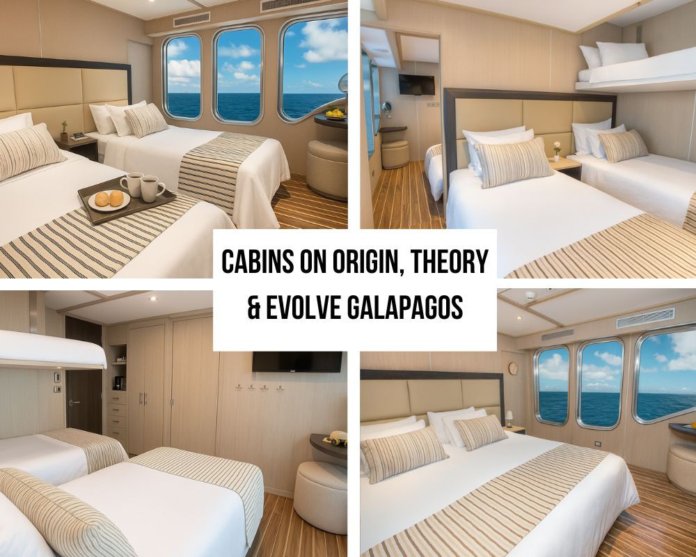 Spacious Luxury Staterooms and Premium Amenities on Origin, Theory & Evolve Galapagos Cruises