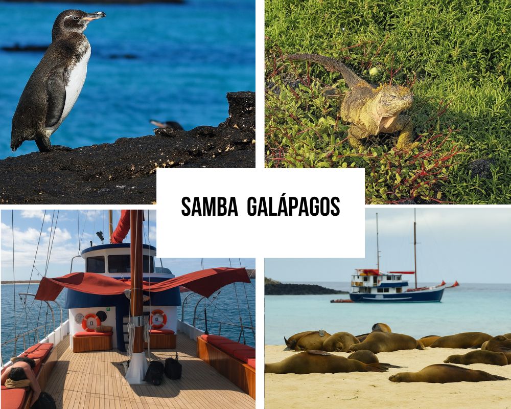 Comprehensive Dual-Route Excellence on the Samba Galapagos Cruise