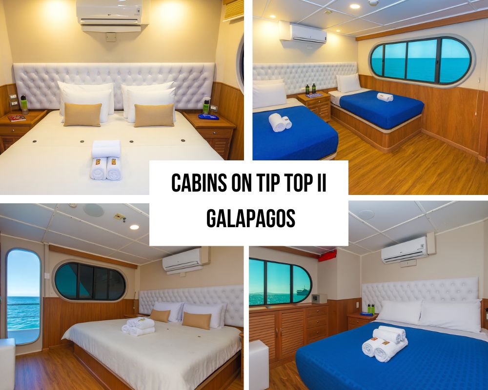 Outstanding Catamaran Stability and Spacious Design on the Tip Top II Galapagos Cruise