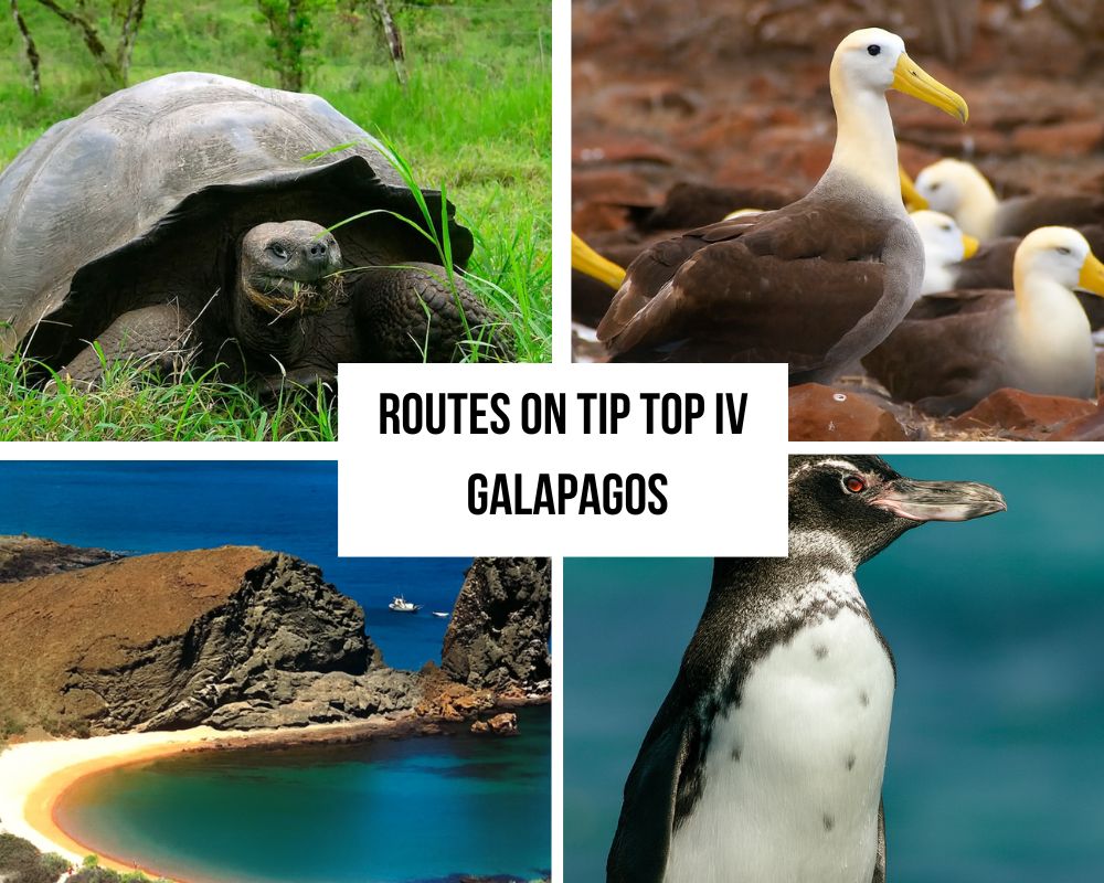 Comprehensive Itinerary Portfolio on the Tip Top IV Galapagos Cruise