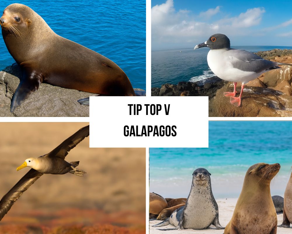 Comprehensive Itinerary Portfolio on the Tip Top V Galapagos Cruise