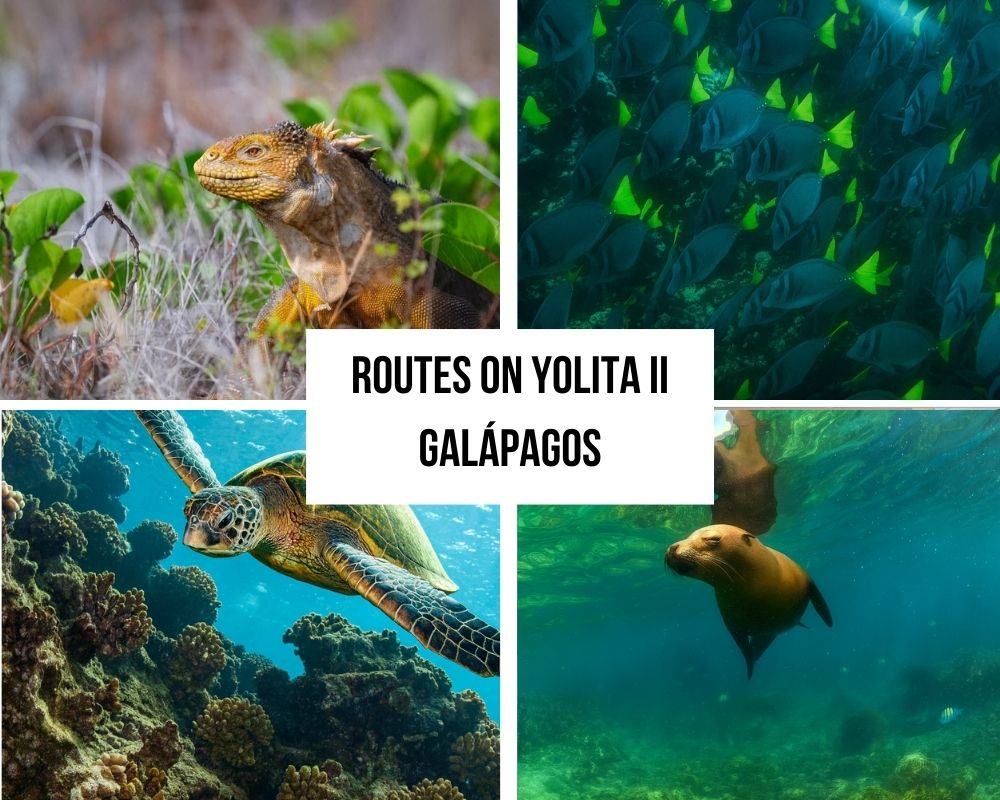 Comprehensive Itinerary Portfolio on the Yolita II Galapagos Cruise