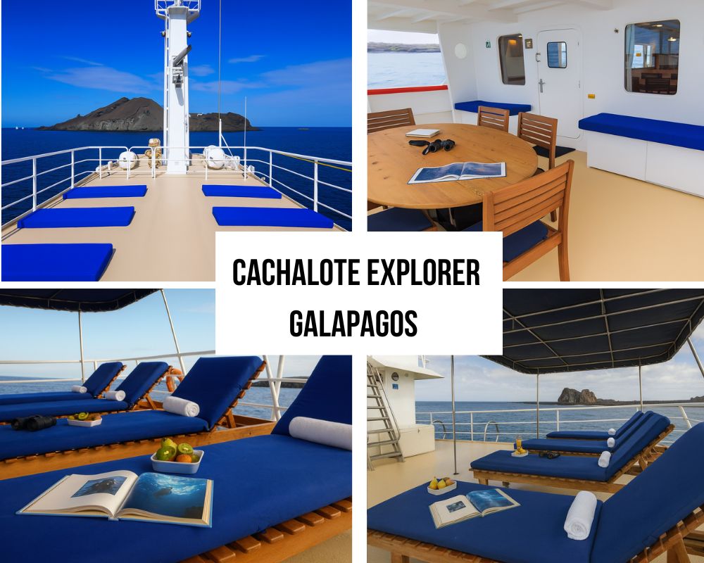 Premium Inclusions on the Cachalote Explorer Galapagos Cruise
