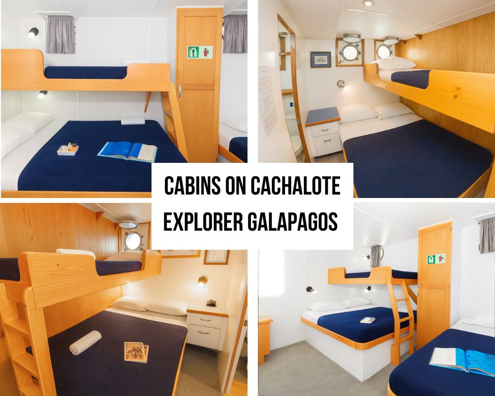 Luxury Accommodations on the Cachalote Explorer Galapagos Cruise