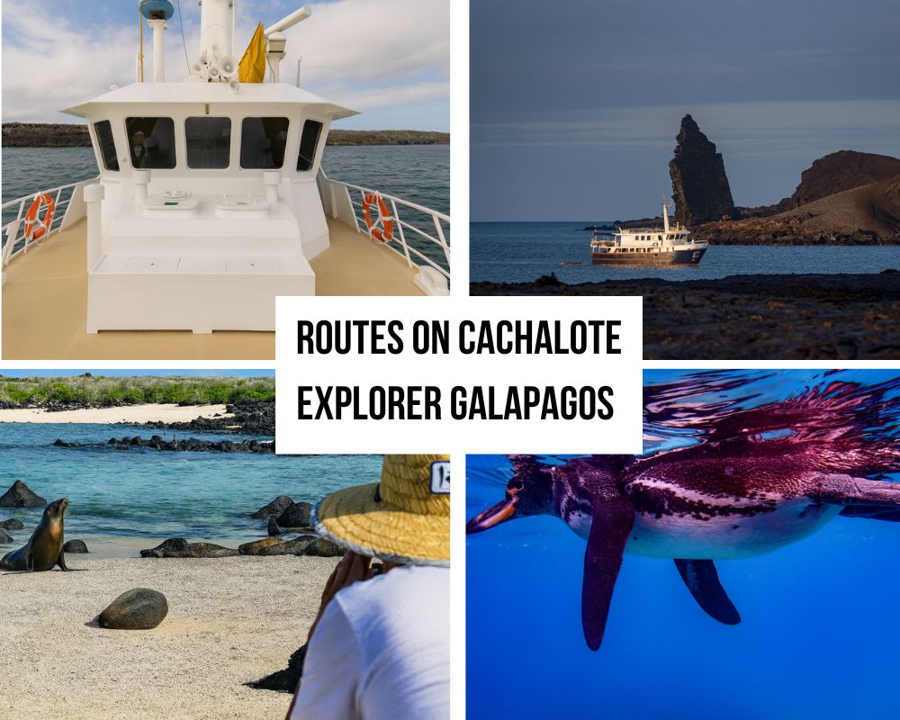 Comprehensive Itinerary Options on the Cachalote Explorer Galapagos Cruise