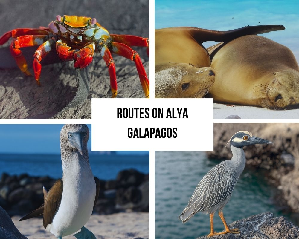 Comprehensive Itinerary Portfolio on Alya