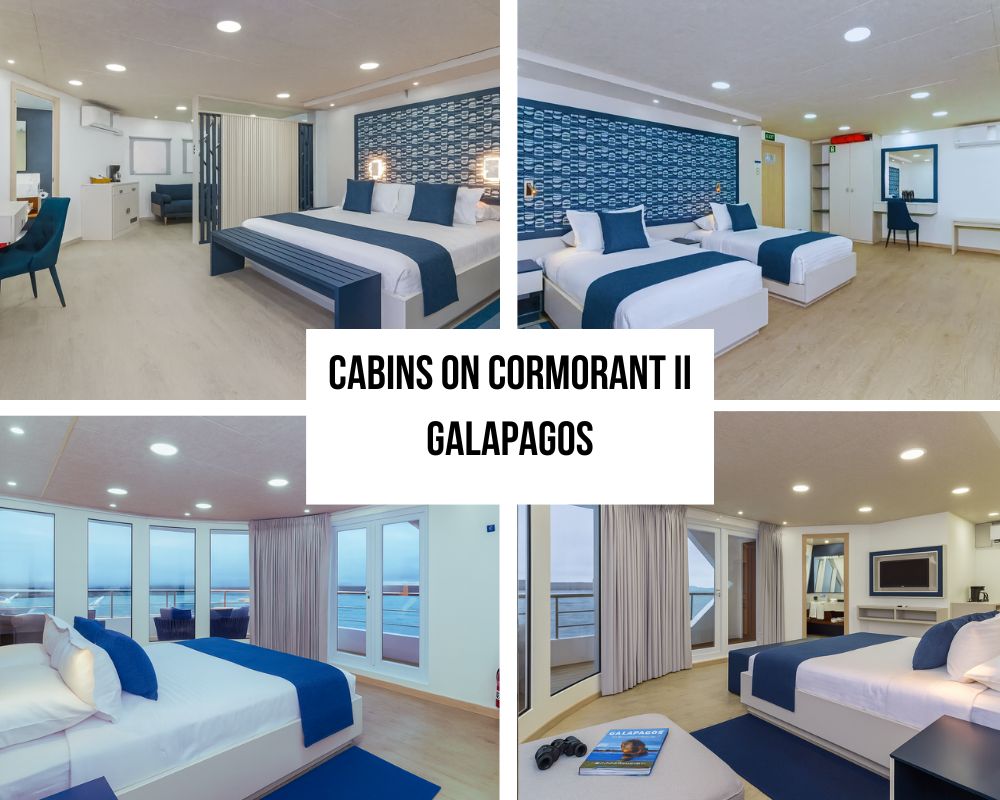 Outstanding Family and Group Excellence and Connectivity on Cormorant II