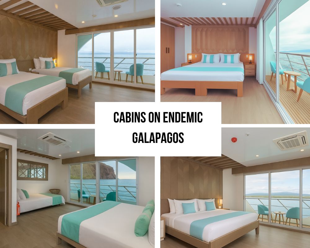 Exceptional Family Connectivity and Accessibility Excellence on Endemic