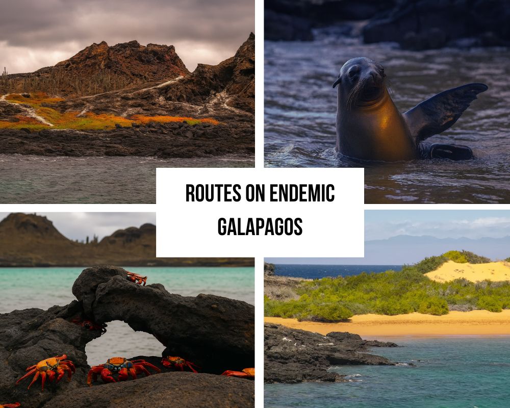 Comprehensive Itinerary Portfolio on Endemic