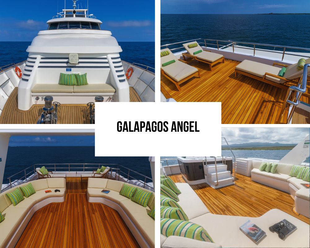 Galapagos Angel