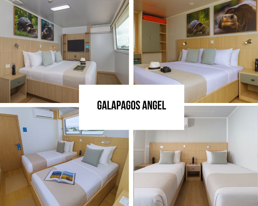 Comprehensive Family and Group Excellence on Galapagos Angel