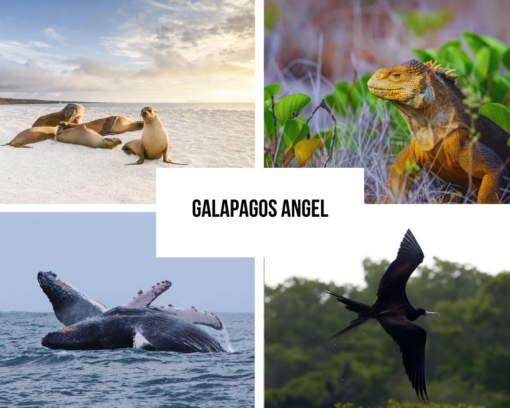 Comprehensive Itinerary Portfolio on Galapagos Angel